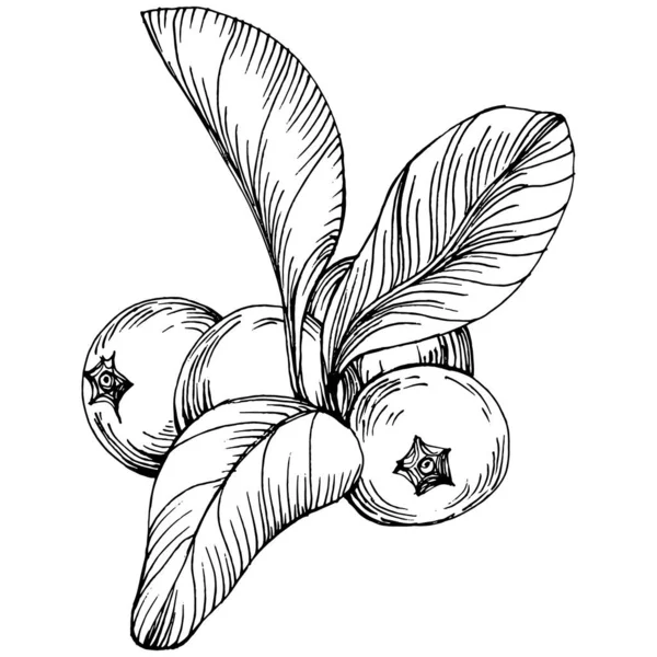 Yabanmersinli el klasik klipsli resim çiziyor. Sanat tarzında detaylandırılmış böğürtlen logosu ya da dövme. Siyah ve beyaz izole edilmiş. Amblem için antika vintage gravür