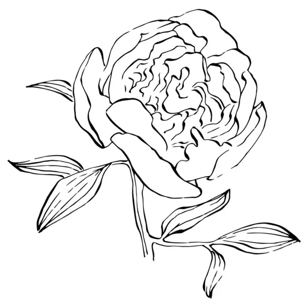 Peony Flower Floral Botanical Flower Isolated Illustration Element Vector Hand — ストックベクタ