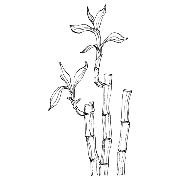 Бамбуковое Растение Вручную Рисовал Эскиз Цветочные Татуировки Детализированы Линейном Стиле — стоковый вектор