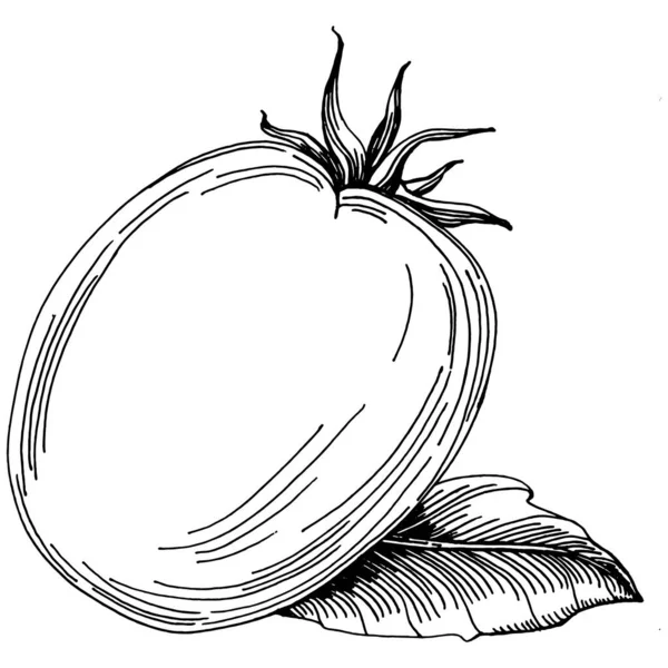 Domates yalıtılmış elementler. Sebzeler vektör çizimi. İşlemeli stil. Tarım piyasasında ürün. Tasarım menüsü, etiket, rozet, pankart ve tanıtım için en iyi yer. 