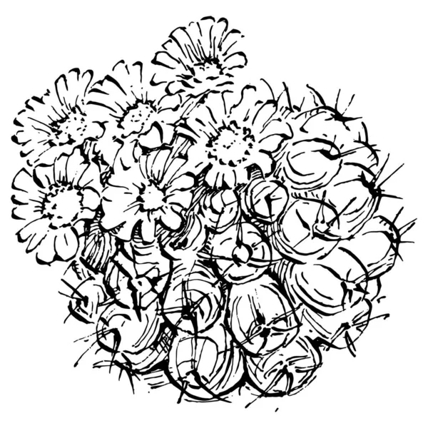 白い背景にサボテンの孤立イラスト サボテンのアイコンやロゴ カードの要素 砂漠のサボテン 熱帯植物 夏の庭 手描きで装飾 — ストックベクタ