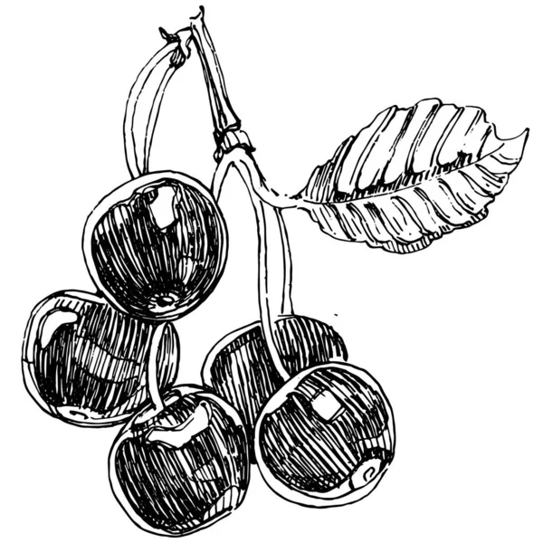 Kirazlı el klasik klipsli resim. Sanat tarzında detaylandırılmış böğürtlen logosu ya da dövme. Siyah ve beyaz izole edilmiş. Amblem için antika vintage gravür