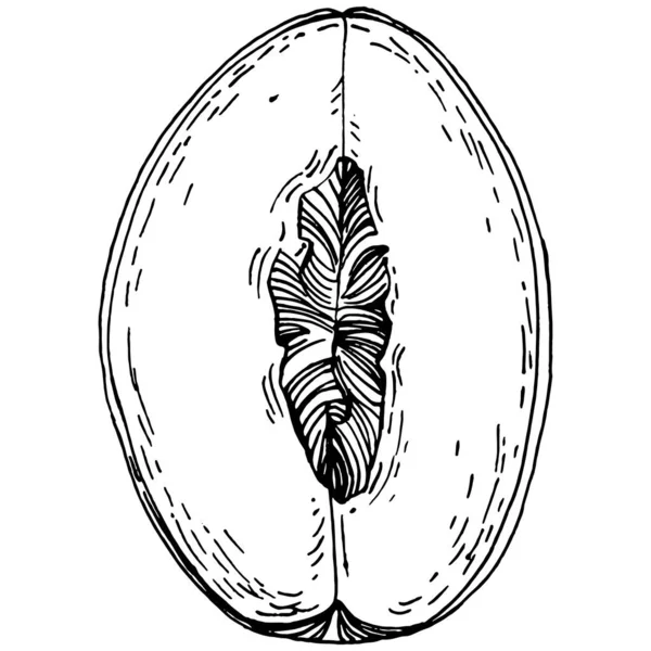 Şeftali eskiz vektörü izole edildi. El çizimi illüstrasyon meyvesi. Yaz yemekleri oymalı eski moda. Detaylı vejetaryen eskizi. Tasarım logonuz için harika, amblem, etiket, poster, baskı, menü