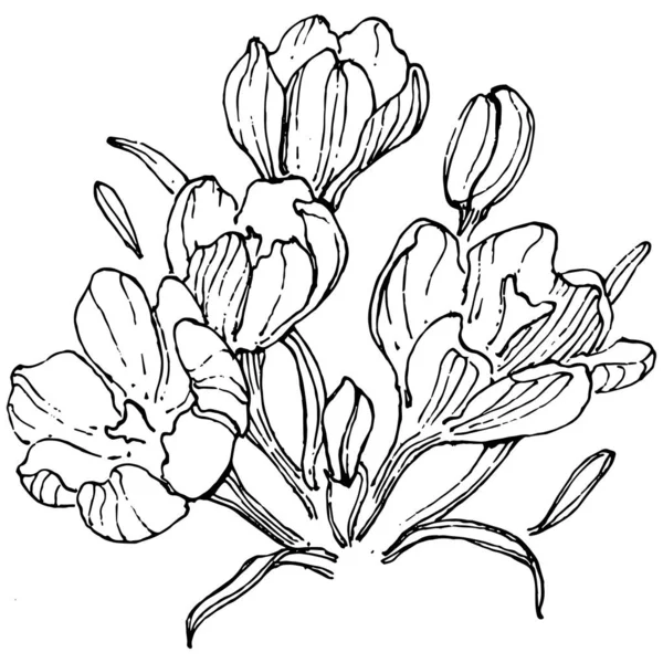 Crocus Λουλούδι Διάνυσμα Σκίτσο Απεικόνιση Απομονώνονται Λευκό Φόντο Σαφράν Γραμμή — Διανυσματικό Αρχείο