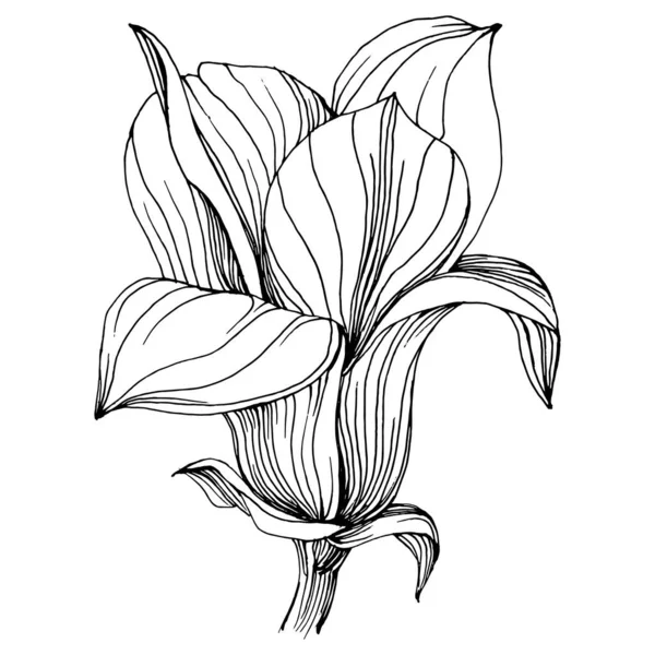 Flor Magnolia Flor Botánica Floral Elemento Ilustración Aislado Dibujo Mano — Vector de stock