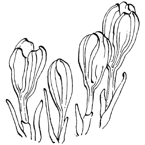 Crocus Fleur Vecteur Croquis Illustration Isolée Sur Fond Blanc Safran — Image vectorielle