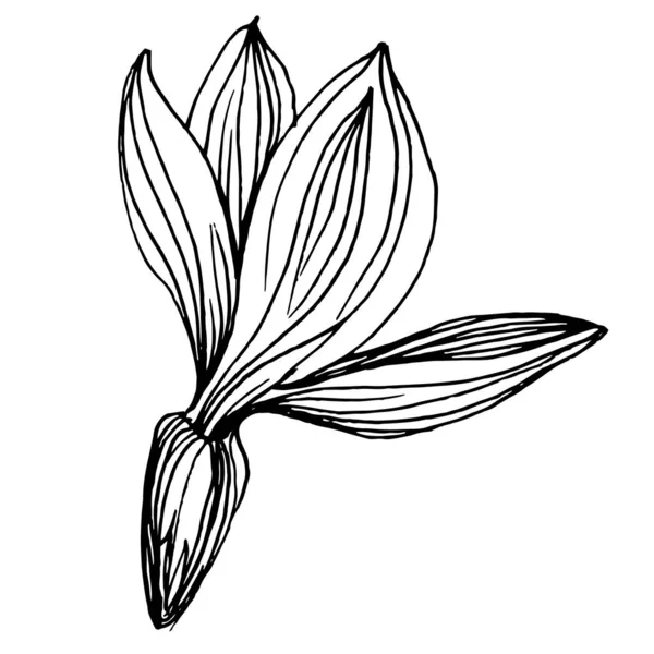 Lavanta çiçeği. Çiçekli botanik çiçeği. İzole illüstrasyon elementi. Arkaplan, doku, ambalaj deseni, çerçeve veya kenar çizimi için vektör el.