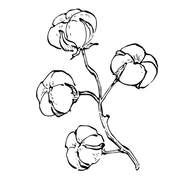 Fleur Coton Fleur Botanique Florale Élément Illustration Isolé Dessin Vectoriel — Image vectorielle