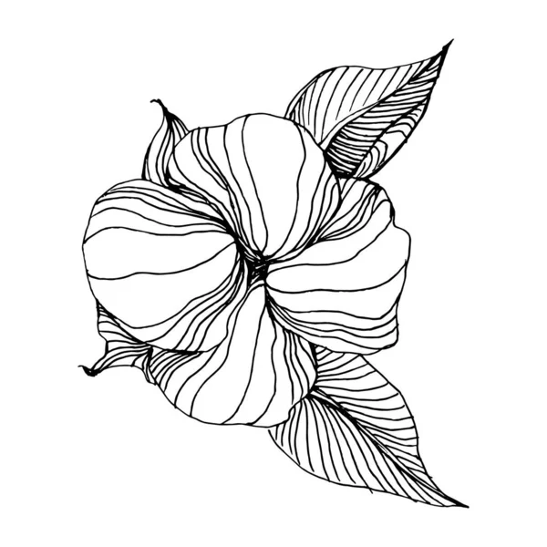 Cotton Flower Floral Botanical Flower Isolated Illustration Element Vector Hand — Stockvector