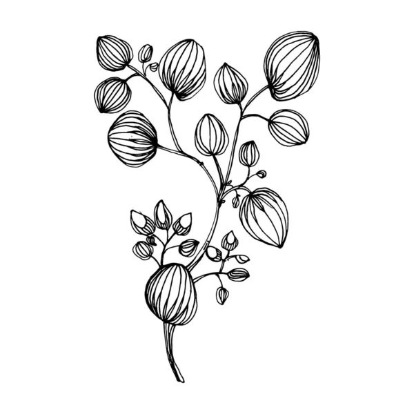 Okaliptüs yaprakları. Çiçekli botanik çiçeği. İzole illüstrasyon elementi. Arkaplan, doku, ambalaj deseni, çerçeve veya kenar çizimi için vektör el.