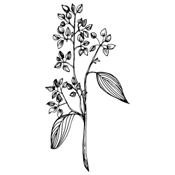 Eukalyptus Odchází Květinová Botanická Květina Izolovaný Ilustrační Prvek Vektorové Ruční — Stockový vektor