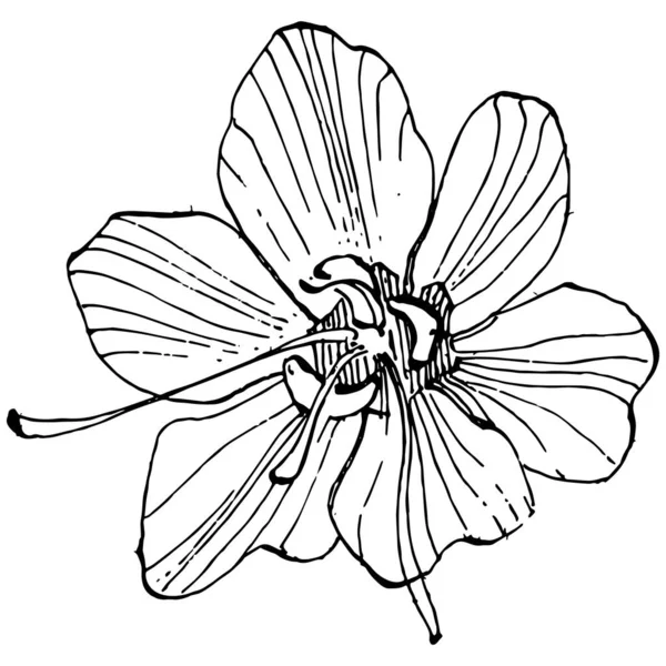 白い背景に隔離されたクロッカスの花ベクトルのスケッチイラスト サフランラインアート 白地に黒の輪郭と白い面で可愛い手描きの花 — ストックベクタ