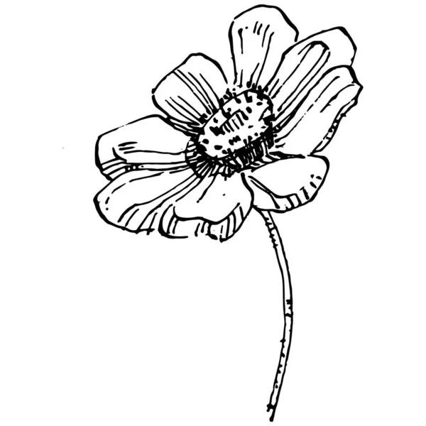 Cosmos Flor Mão Desenho Cosmos Logotipo Floral Tatuagem Altamente Detalhado — Vetor de Stock