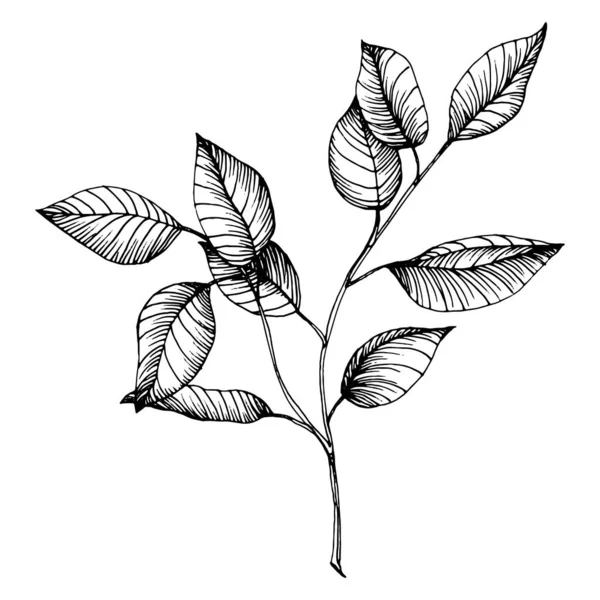 Листья Эвкалипта Цветочный Ботанический Цветок Изолированный Элемент Иллюстрации Векторный Ручной — стоковый вектор