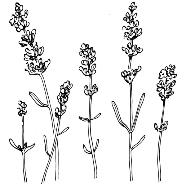 Flor Botánica Lavanda Diseño Dibujado Mano Hierba Boda Planta Monograma — Vector de stock