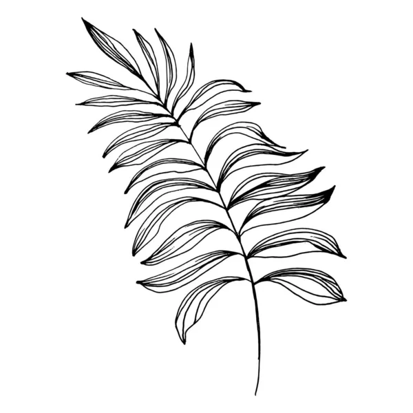 Tropisch Exotische Blätter Florale Botanische Blume Isoliertes Illustrationselement Vektor Handzeichnung — Stockvektor