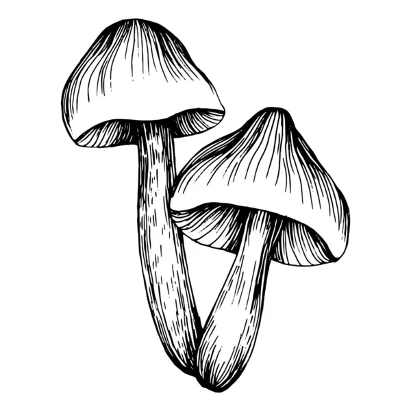 Logo için mantar çizimi. Mantar dövmesi sanat tarzında detaylı. Beyaz arka planda siyah beyaz klipsli sanat. Antika vintage gravür çizimi.