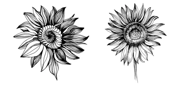 Los Girasoles Establecen Elementos Flor Botánica Floral Elemento Ilustración Aislado — Vector de stock