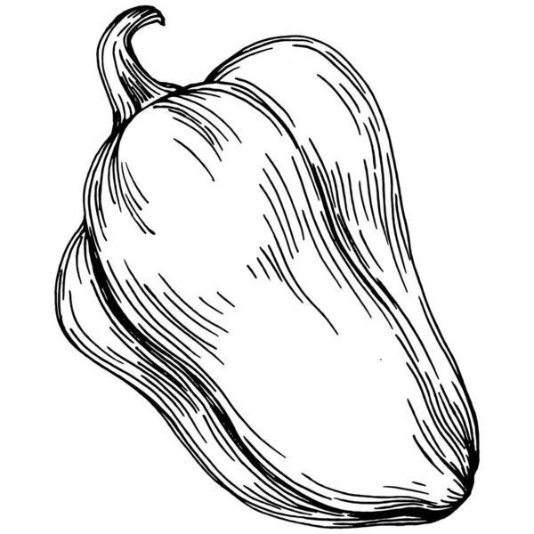 Biber sebzeleri taslak vektör çizimi. İşlemeli stil. Tarım piyasasında ürün. Tasarım menüsü, etiket, rozet, pankart ve tanıtım için en iyi yer. 