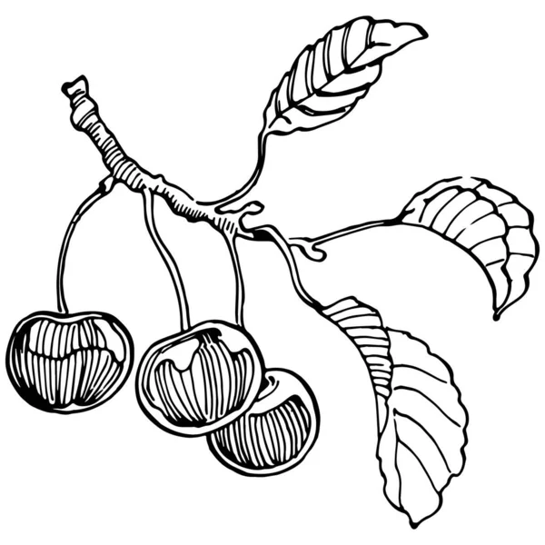 Cherry Hand Zeichnung Vintage Clip Art Beeren Logo Oder Tätowierung — Stockvektor