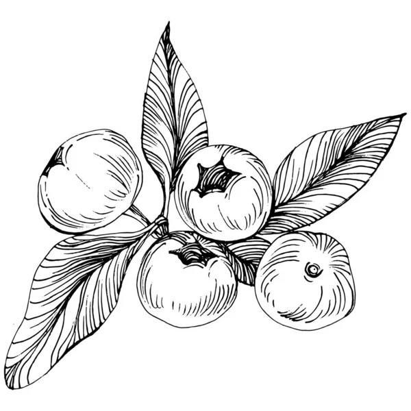 Yabanmersinli el klasik klipsli resim çiziyor. Sanat tarzında detaylandırılmış böğürtlen logosu ya da dövme. Siyah ve beyaz izole edilmiş. Amblem için antika vintage gravür