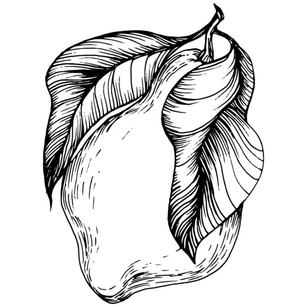 Lemon beyaz arka planda izole edilmiş. Organik yağ oymalı taslak. Güzellik ve kaplıca, kozmetik malzeme. Etiket, poster, broşür, ambalaj için harika