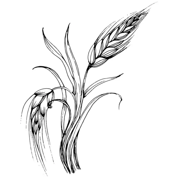 Ručně Kreslené Pšeničné Uši Rytina Vintage Ilustrační Symbol Ochrany Bezpečnosti — Stockový vektor
