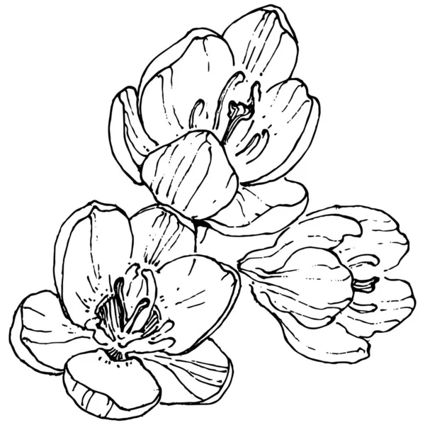 Crocus Fleur Vecteur Croquis Illustration Isolée Sur Fond Blanc Safran — Image vectorielle