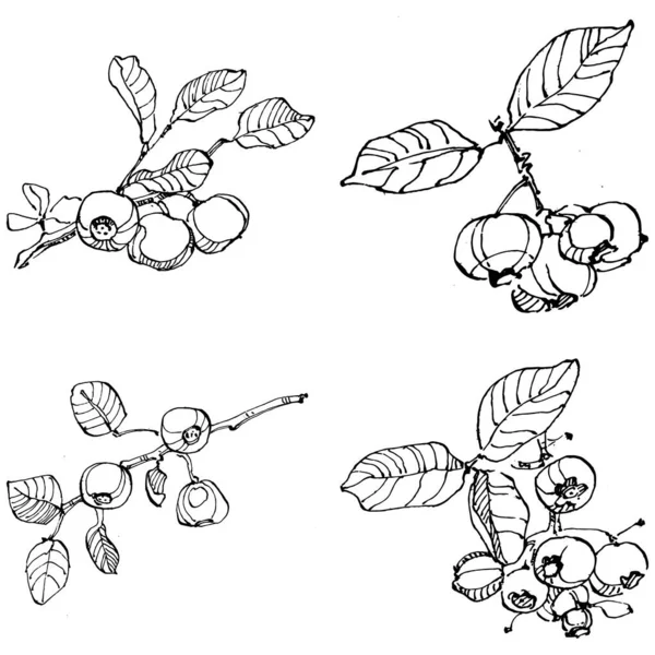 Yabanmersinli el klasik klipsli resim çiziyor. Sanat tarzında detaylandırılmış böğürtlen logosu ya da dövme. Siyah ve beyaz izole edilmiş. Amblem için antika vintage gravür