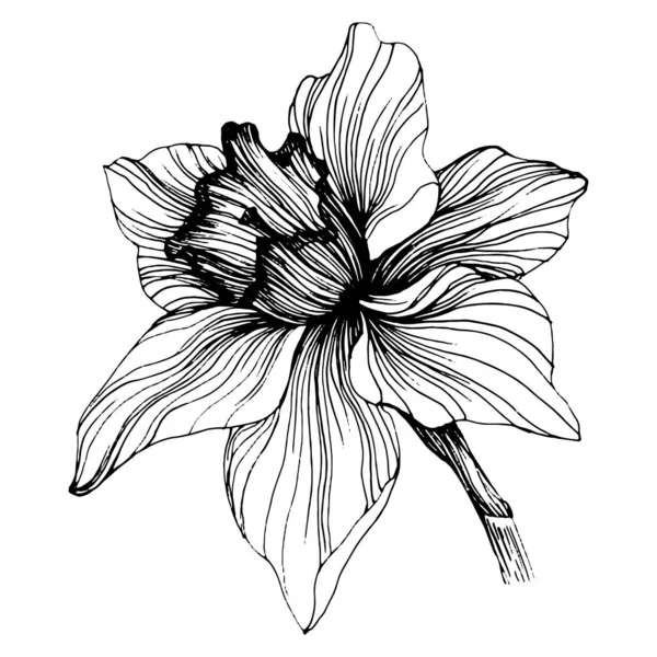 Квітка Нарциса Квітковий Ботанічний Джонкіл Ізольований Елемент Ілюстрації Векторний Малюнок — стоковий вектор