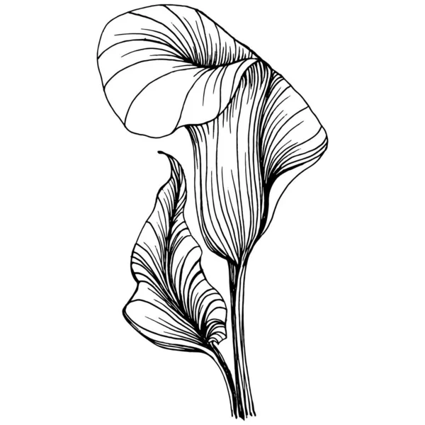 Lilium zambağı elle çizilmiş. Lilium çiçek logosu ya da dövmesi sanat tarzında detaylı. Siyah beyaz klip sanatı izole edildi. Amblem için antika vintage gravür.