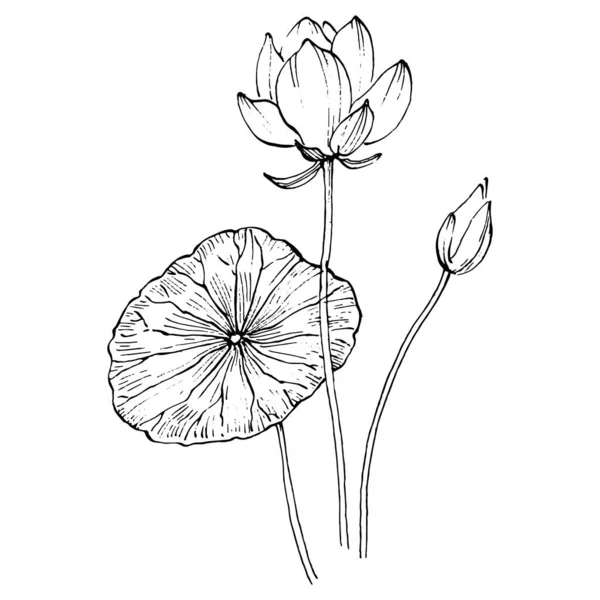 Lotus Flower Floral Botanical Flower Isolated Illustration Element Vector Hand — Wektor stockowy
