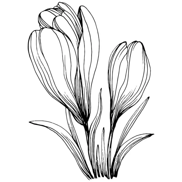 Crocus veya safran çiçeği. Çiçekli botanik çiçeği. İzole illüstrasyon elementi. Arkaplan, doku, ambalaj deseni, çerçeve veya kenar çizimi için vektör el.