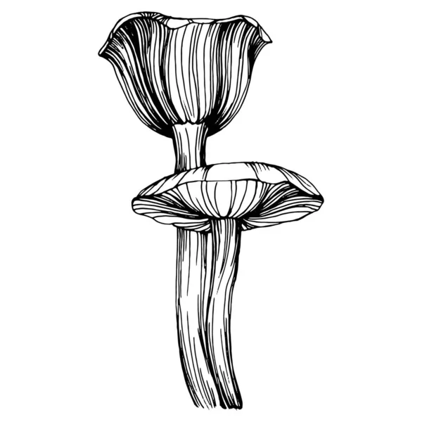 Logo için mantar çizimi. Mantar dövmesi sanat tarzında detaylı. Beyaz arka planda siyah beyaz klipsli sanat. Antika vintage gravür çizimi.