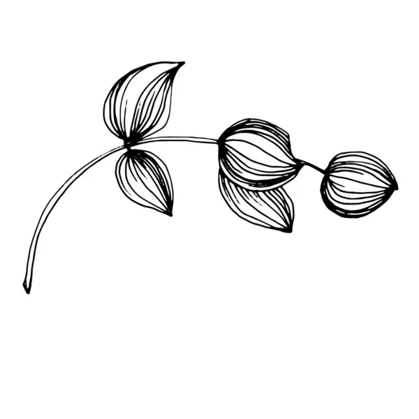Eukalyptusblätter Florale Botanische Blume Isoliertes Illustrationselement Vektor Handzeichnung Wildflower Für — Stockvektor