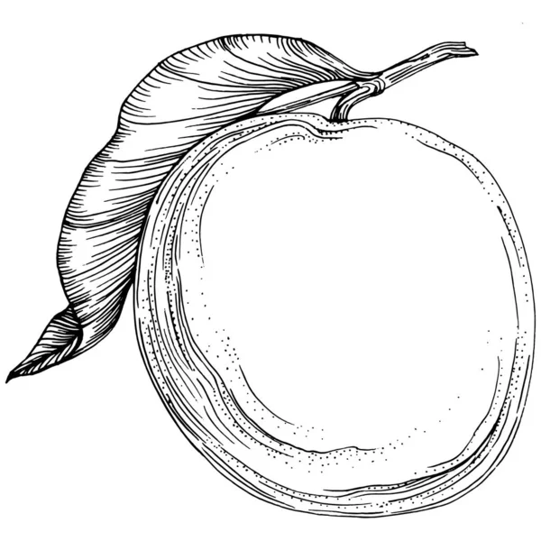 Turuncu çizim turunçgil meyve süslemesi. El yapımı Portakal Botanik Çizimleri. Beyaz arka planda izole edilmiş siyah beyaz çizgili sanat eserleri. 