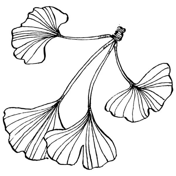 Ginkgo bitkisi elle çizilmiş. Çiçek dövmesi sanat tarzında detaylı. Beyaz arka planda siyah beyaz klipsli sanat. Logo için antika vintage oyma çizimi