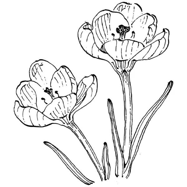 Crocus çiçek vektörü çizimi beyaz arka planda izole edilmiş, safran çizgisi sanatı. Siyah çizgili şirin bir çiçek ve beyaz arka planda beyaz bir uçak..