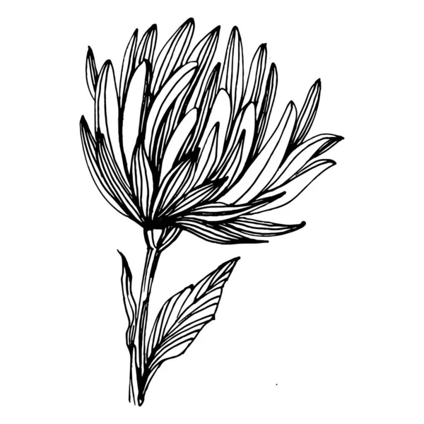 Kasımpatı elle çizilmiş. Çiçek dövmesi sanat tarzında detaylı. Çiçek dövmesi konsepti. Beyaz arka planda siyah beyaz klipsli sanat. Antika vintage gravür çizimi.