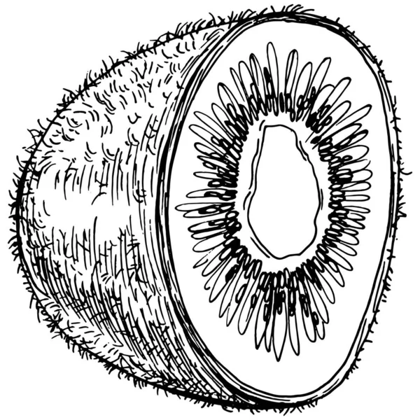 Kiwi Maduro Boceto Aislado Blanco Dibujo Frutas Tropicales Vector Dibujo — Vector de stock