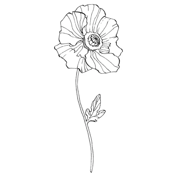 Fleur Pavot Fleur Botanique Florale Élément Illustration Isolé Dessin Vectoriel — Image vectorielle