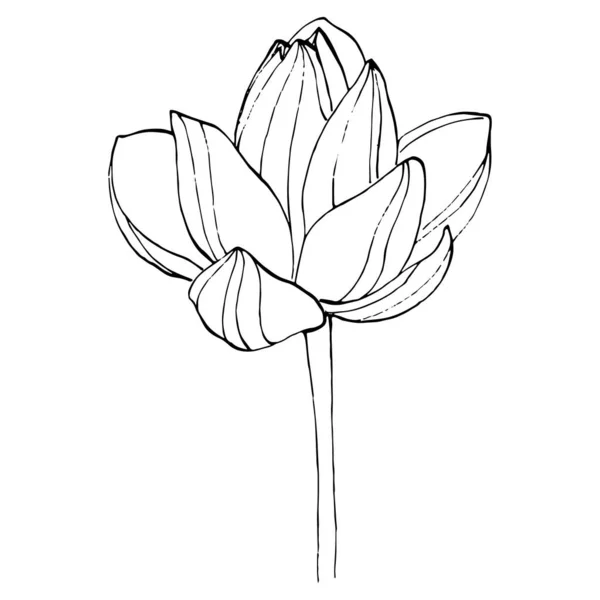 Lotus Flower Floral Botanical Flower Isolated Illustration Element Vector Hand — Stock Vector