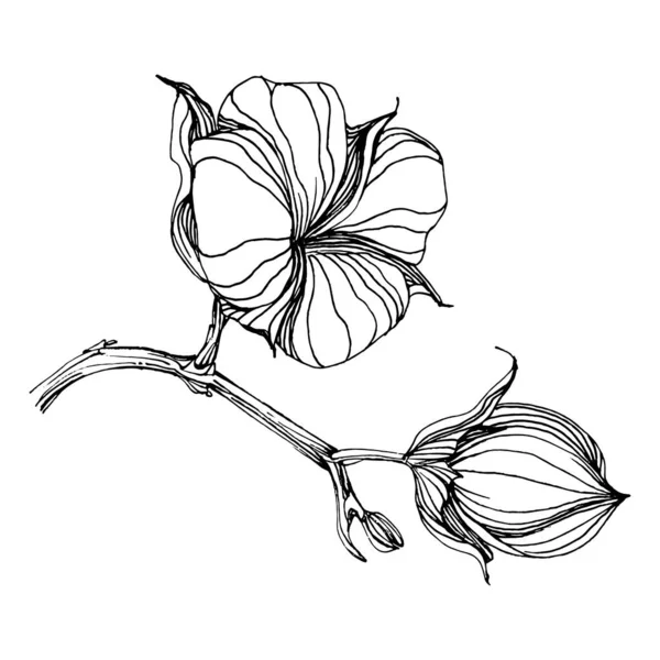 Pamuk çiçeği. Çiçekli botanik çiçeği. İzole illüstrasyon elementi. Arkaplan, doku, ambalaj deseni, çerçeve ya da kenar için yaban çiçeği çizen vektör el. Yumuşak, yumuşak pamuklu.