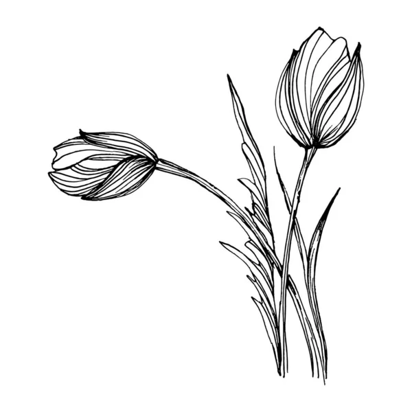 Цветок Мака Цветочный Ботанический Цветок Изолированный Элемент Иллюстрации Векторный Ручной — стоковый вектор