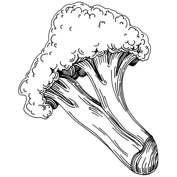 Broccoli Geïsoleerde Hand Getekend Illustratie Plantaardige Gegraveerde Stijl Schets Vegetarische — Stockvector