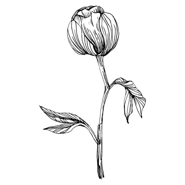 Flor Peónia Peônias Botânicas Florais Isolado Elemento Ilustração Vector Mão — Vetor de Stock