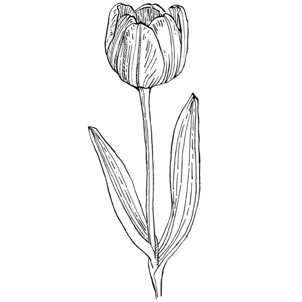 Tulipánová Květina Květinová Botanická Květina Izolovaný Ilustrační Prvek Vektorové Ruční — Stockový vektor