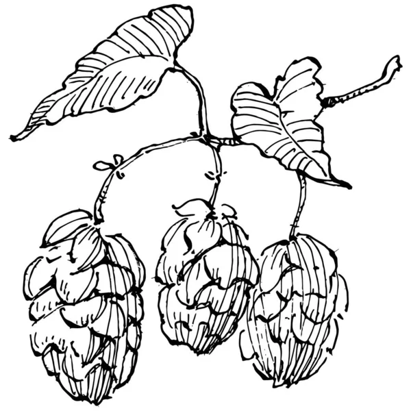 Chmiel Roślin Ręcznie Rysunek Vintage Clip Sztuki Logo Humulus Lub — Wektor stockowy