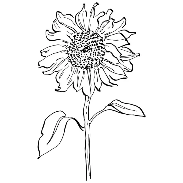 Slunečnicový Květinová Botanická Květina Izolovaný Ilustrační Prvek Vektorové Ruční Kreslení — Stockový vektor