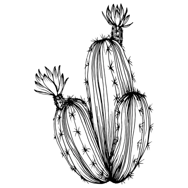 Cactus Esboço Para Logotipo Plantas Suculentas Florais Tatuagem Altamente Detalhada — Vetor de Stock